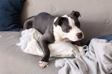 Yaramaz Staffordshire Teriyeri yırtık yastıkla evdeki kanepede yatıyor.