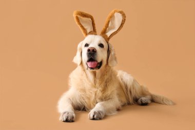 Bej arka planda yatan tavşan kulaklı şirin Labrador köpeği. Paskalya kutlaması