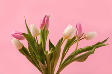 Pembe arka planda güzel laleler. Uluslararası Kadınlar Günü