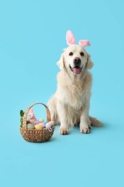 Mavi arka planda Paskalya yumurtaları olan tavşan kulaklı şirin Labrador köpeği.
