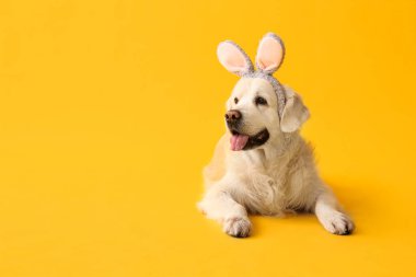 Sarı arka planda yatan tavşan kulaklı şirin Labrador köpeği. Paskalya kutlaması