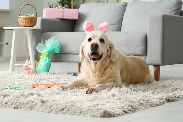 Cute Labrador dog in bunny ears lying at home on Easter Day