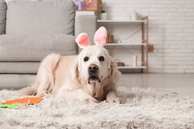 Paskalya günü evde yatan tavşan kulaklı şirin Labrador köpeği.