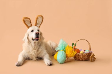 Paskalya sepetiyle tavşan kulaklı şirin Labrador köpeği ve bej arka planda hediye yumurtaları.