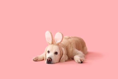 Pembe arka planda yatan tavşan kulaklı şirin Labrador köpeği. Paskalya kutlaması