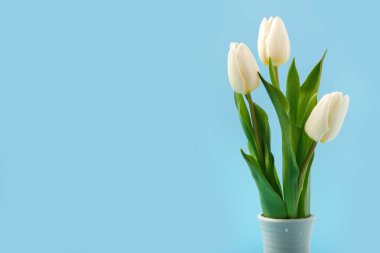 Mavi arka planda güzel beyaz laleleri olan vazo. Uluslararası Kadınlar Günü