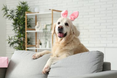 Paskalya günü evde kanepenin arkasında tavşan kulaklı şirin Labrador köpeği.