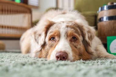 Şirin Avustralya çoban köpeği evde halıya uzanmış, yakın plan. Aziz Patrick Günü kutlaması