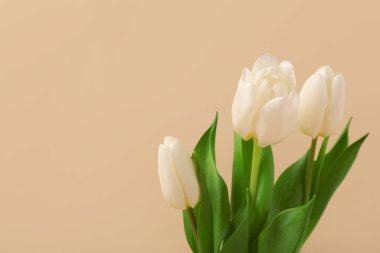 Kahverengi arka planda güzel beyaz laleler. Uluslararası Kadınlar Günü