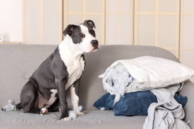 Yaramaz Staffordshire Teriyeri evdeki koltukta yırtık yastıkla