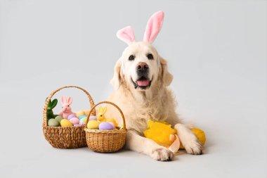 Paskalya yumurtaları açık arkaplanda duran tavşan kulaklı şirin Labrador köpeği.