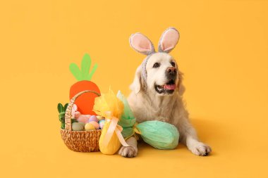 Paskalya sepetiyle tavşan kulaklı şirin Labrador köpeği ve sarı arka planda hediye yumurtaları.