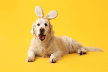 Sarı arka planda yatan tavşan kulaklı şirin Labrador köpeği. Paskalya kutlaması