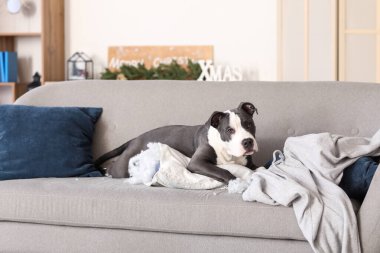 Yaramaz Staffordshire Teriyeri yırtık yastıkla evdeki kanepede yatıyor.