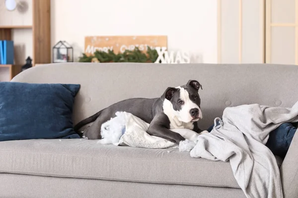 Yaramaz Staffordshire Teriyeri yırtık yastıkla evdeki kanepede yatıyor.