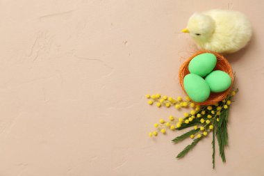 Paskalya boyalı yumurtalar, civciv ve bej arka planda mimoza ile kompozisyon
