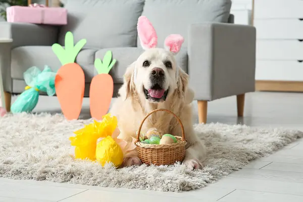 Cute Labrador dog in bunny ears with Easter eggs lying on carpet at home