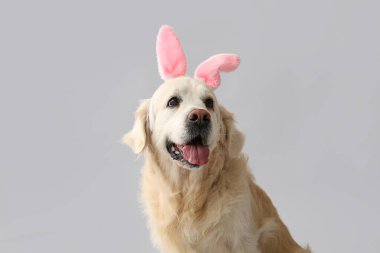 Tavşan kulaklı şirin Labrador köpeği arka planda, yakın plan. Paskalya kutlaması