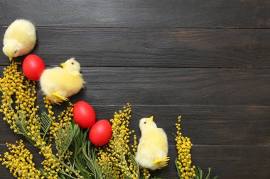 Boyanmış Paskalya yumurtaları, mimoza çiçekleri ve koyu ahşap arka planda tüylü civcivler.