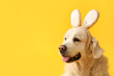 Sarı arka planda tavşan kulaklı şirin Labrador köpeği, yakın plan. Paskalya kutlaması