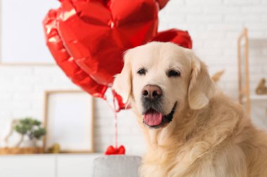 Evdeki şirin Labrador köpeği, yakın plan. Sevgililer Günü kutlaması