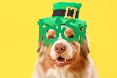 Sarı arka planda gözlüklü cüce şapkalı şirin Avustralya çoban köpeği, yakın plan. Aziz Patrick Günü kutlaması