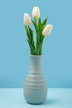 Mavi arka planda güzel beyaz laleleri olan vazo. Uluslararası Kadınlar Günü