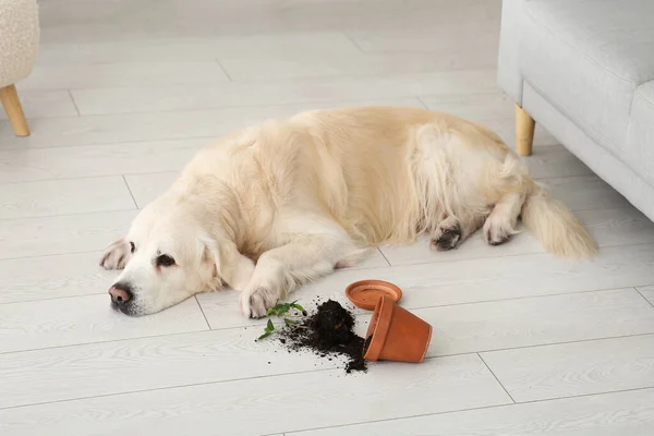 Naughty Labrador dog with fallen flowerpot on floor at home