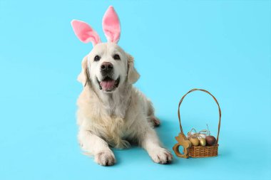 Mavi arka planda Paskalya yumurtaları olan tavşan kulaklı şirin Labrador köpeği.