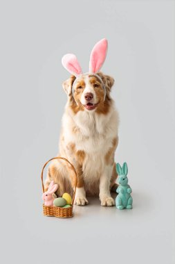 Paskalya yumurtaları ve arka planda oyuncak tavşanlarla tavşan kulaklı şirin Avustralya çoban köpeği.