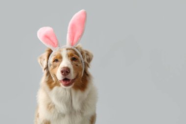 Hafif arka planda tavşan kulaklı şirin Avustralya çoban köpeği, yakın plan. Paskalya kutlaması