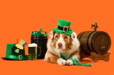 Tatlı Avustralya çoban köpeği cüce cüce şapkalı ve turuncu arka planda bira var. Aziz Patrick Günü kutlaması