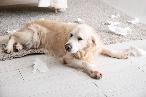 Naughty Labrador dog with torn tissues lying on floor at home