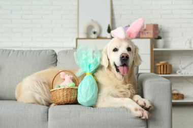 Paskalya yumurtaları evdeki kanepede uzanmış tavşan kulaklı şirin Labrador köpeği.