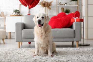 Evdeki halının üzerinde şirin Labrador köpeği. Sevgililer Günü kutlaması