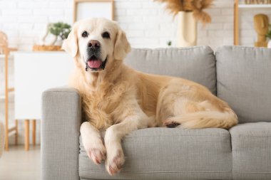 Şirin Labrador köpeği evdeki gri kanepede yatıyor.