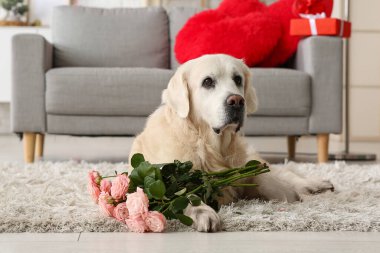 Evdeki halıda yatan gülleri olan şirin Labrador köpeği. Sevgililer Günü kutlaması