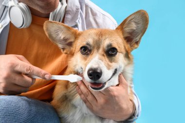 Erkek sahibi mavi arka planda Corgi köpeğinin dişlerini fırçalıyor.