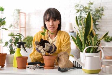 Güzel genç bayan bahçıvan evde nakil yapıyor.