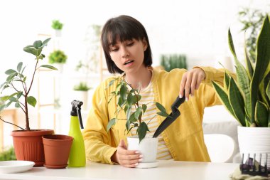 Güzel genç bayan bahçıvan evde nakil yapıyor.