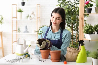 Güzel, genç, mutlu kadın bahçıvan, evde bitki nakli yapıyor.