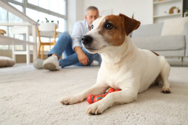 Evinde oyuncak ve sahibi olan sevimli Jack Russell Terrier, yakın plan.