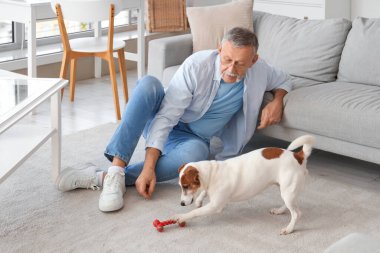 Olgun bir adam evde Jack Russell Terrier 'la oynuyor.
