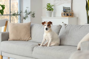 Şirin kriko Rusya korkunç evde kanepe