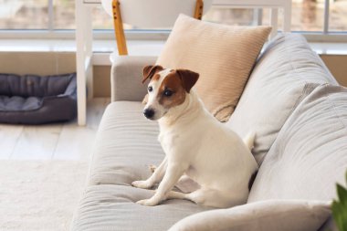 Şirin kriko Rusya korkunç evde kanepe