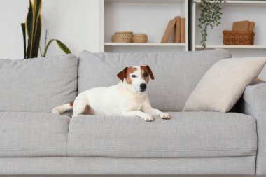 Şirin Jack Russell Terrier evdeki kanepede yatıyor.