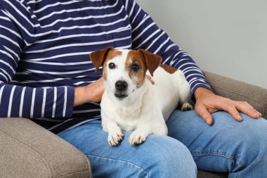 Sevimli Jack Russell teriyeri olan olgun bir adam evdeki koltukta oturuyor, yakın plan.