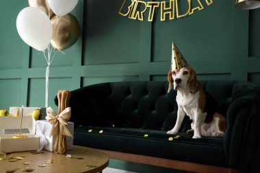 Parti şapkalı sevimli Beagle köpeği evde doğum gününü kutluyor.
