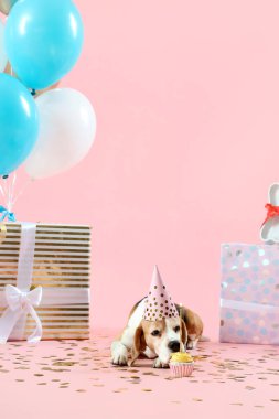 Doğum günü pastası, hediyeler ve pembe arka planda hava balonları olan sevimli Beagle köpeği.