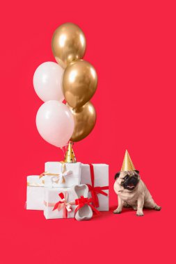 Kırmızı arka planda doğum günü şapkası, hediyeleri ve hava balonları olan sevimli pug köpeği.